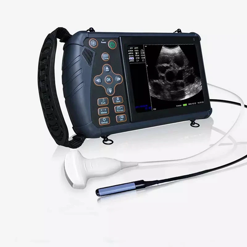 ultrasound cattle ultrasound cattle